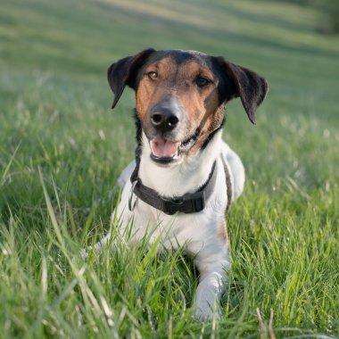 Sevimli köpek yalan kameraya bakarak açık, çimen ve dışarı dil