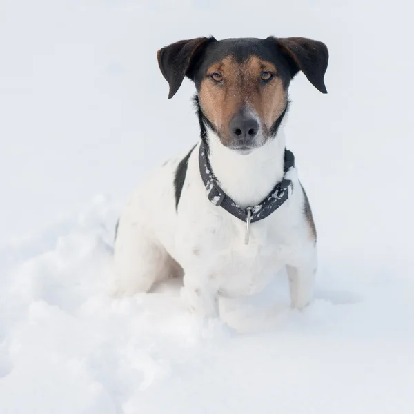 Cazando terrier sentado en la nieve, mirando a la cámara —  Fotos de Stock