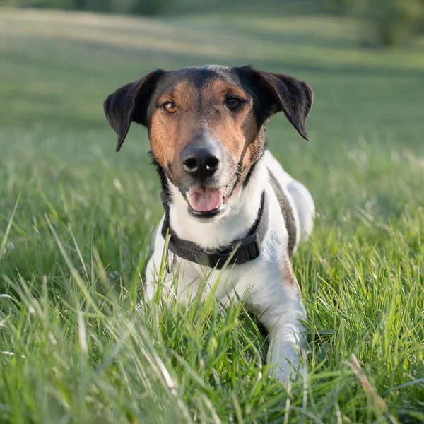 Netter Hund, der draußen im Gras liegt und Kamera und Zunge ausstreckt — Stockfoto