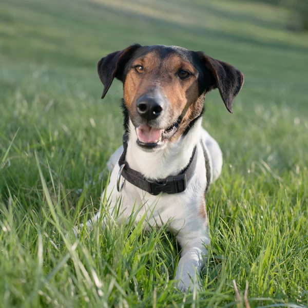 Mignon chien couché dans l'herbe en plein air, regardant la caméra et la langue dehors — Photo