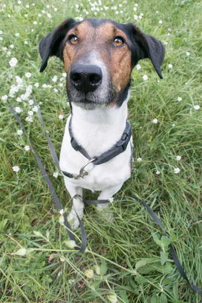 Terrier-Hund sitzt draußen im Gras und blickt in Kamera — Stockfoto