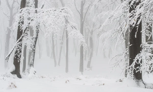 雪冬天森林景观 — 图库照片