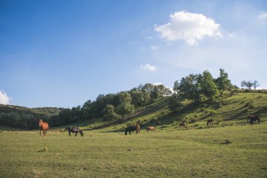 Yeşil mera, manzara mavi gökyüzü ile üzerinde at sürüsü