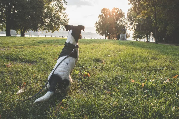 Jack Russell pies terier — Zdjęcie stockowe