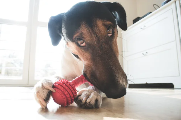 活泼、 可爱的小猎犬狗 — 图库照片