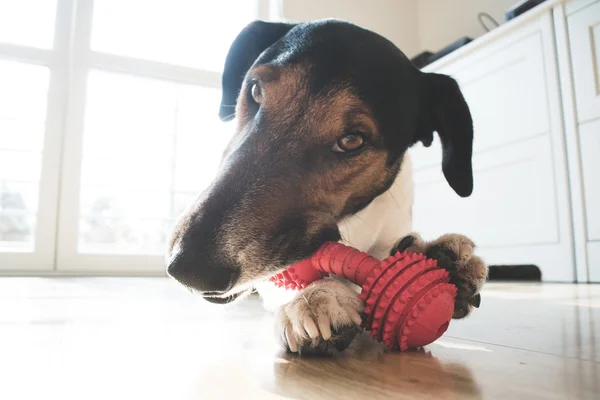 Juguetón y lindo perro terrier — Foto de Stock