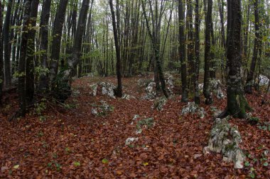 Sisli orman manzarası