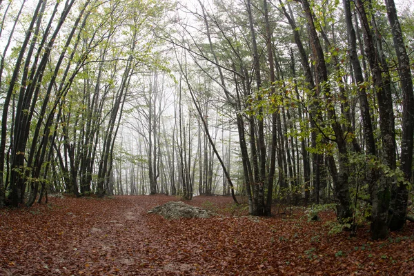 Paysage forestier brumeux — Photo