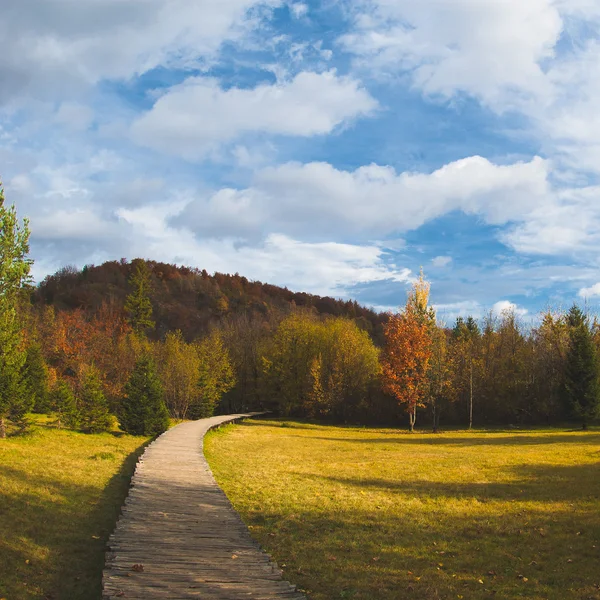 Lesní cesta, podzimní krajina — Stock fotografie