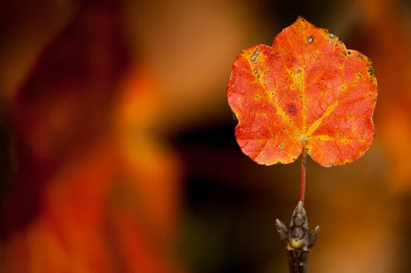 Podzimní listí na pozadí listy — Stock fotografie