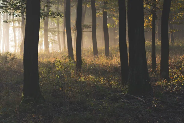 Forest with sun rays