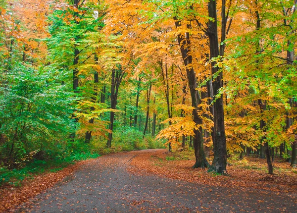 Herbstlich schöner Wald — Stockfoto
