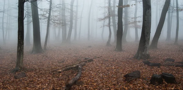 Herfstbos in de mist — Stockfoto