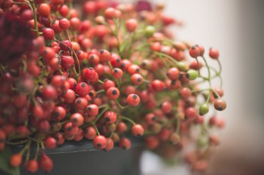 Olgun orman cranberries Bush