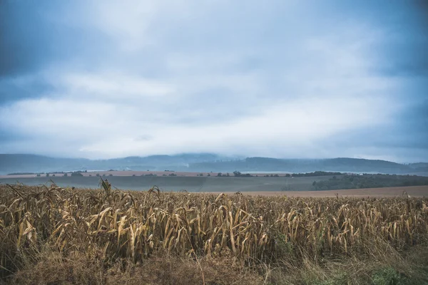 Stormy clouds over corn field — Stock Photo, Image