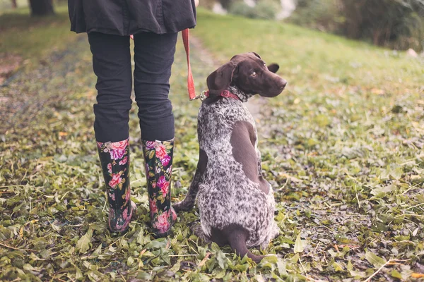 Cute german pointer and woman legs — Stockfoto