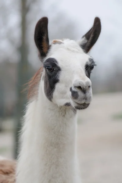 Llama in zoo park Stock Photo