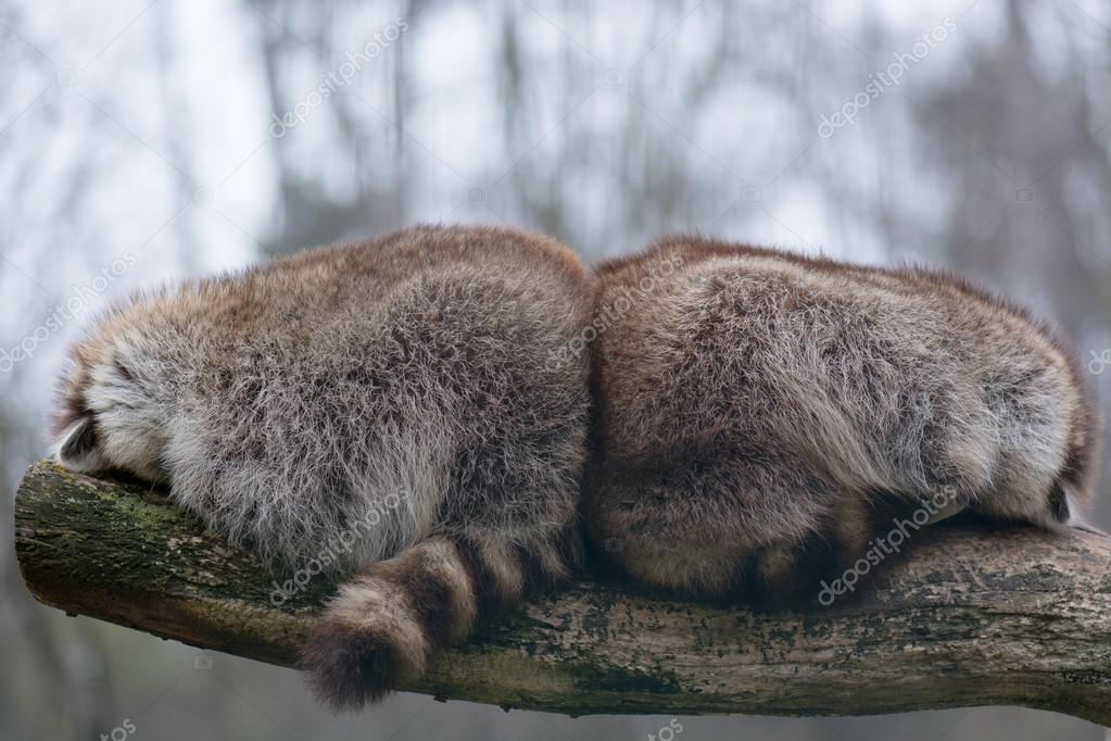 Raccoons Where To Sleep