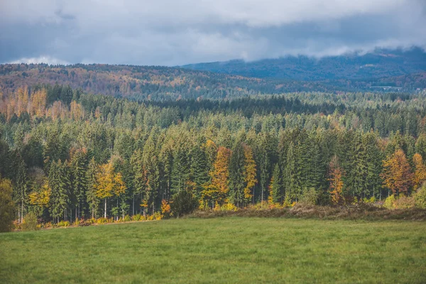 Herbstfarbener Wald — Stockfoto