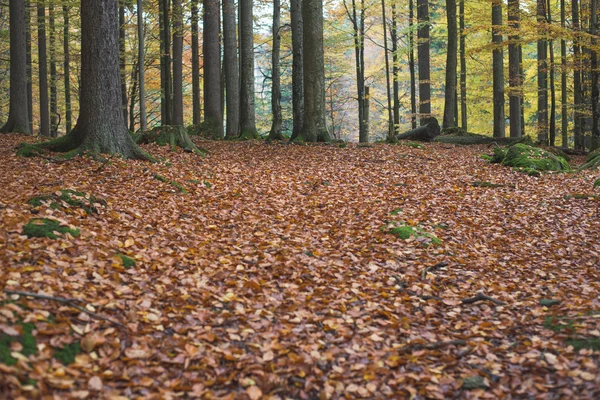 Landscape, autumn forest — Stock Photo, Image
