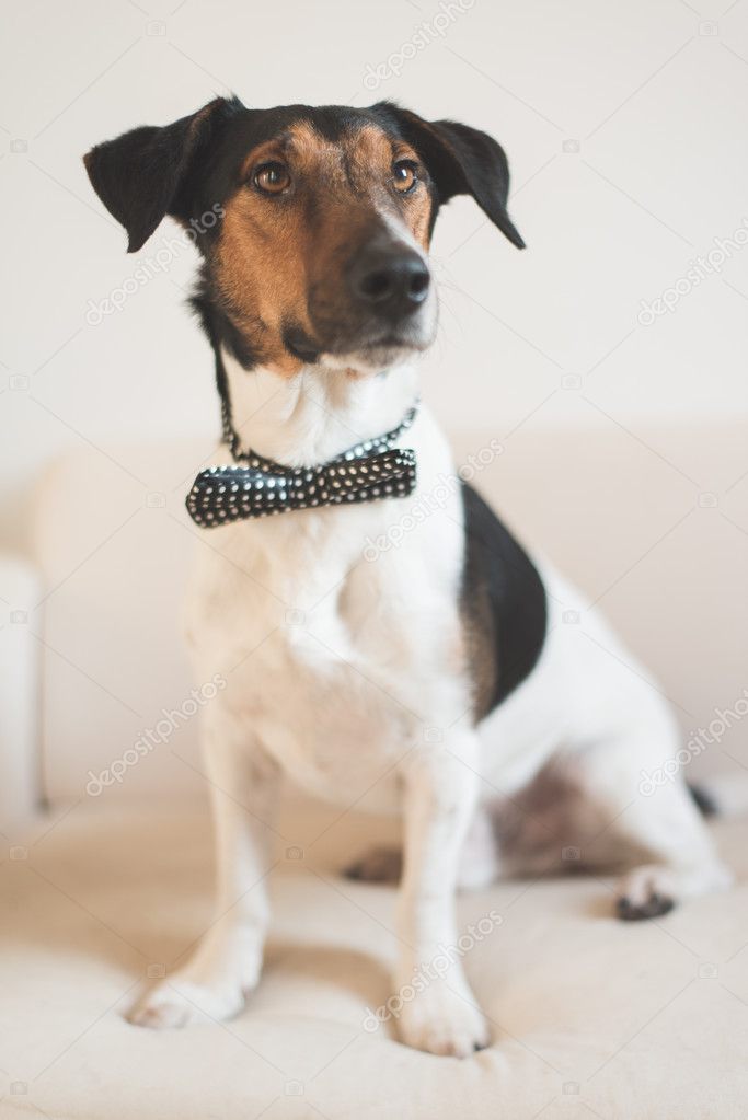 Cute Jack Russel Terrier dog