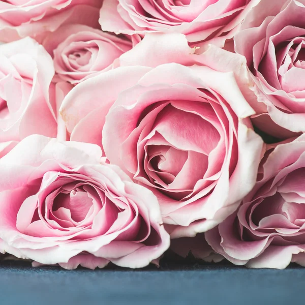 Helder roze rozen — Stockfoto