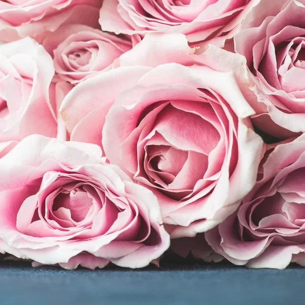 Rosas rosadas brillantes — Foto de Stock