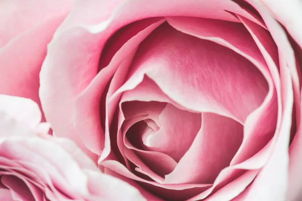 Rosa rosa flor — Fotografia de Stock