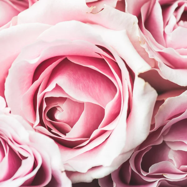 분홍빛 꽃 — 스톡 사진