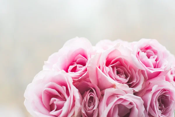 Rose rosa brillante — Foto Stock