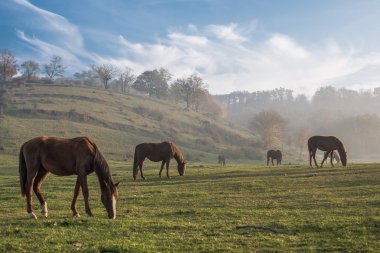 Herd of Horses, autumn landscape clipart