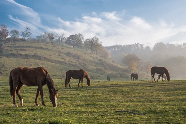 Rebanho de Cavalos, paisagem de outono — Fotografia de Stock