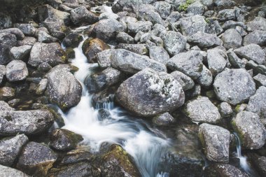 Yüksek Tatras nehirde orman
