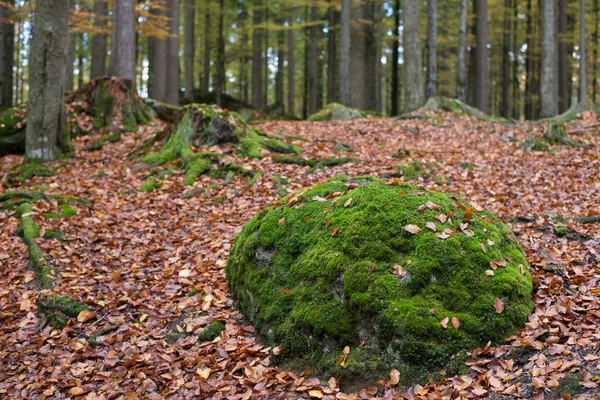 Paysage forestier d'automne — Photo