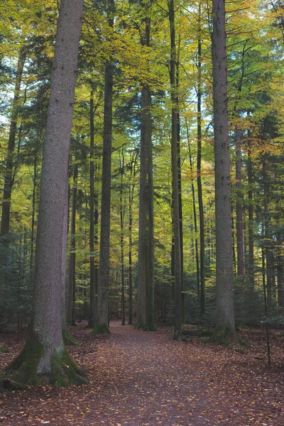 秋の森の風景 — ストック写真