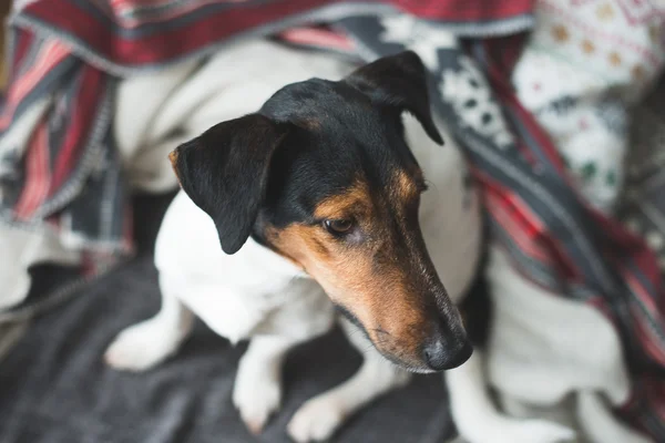 Cute terrier dog resting on sofa — Φωτογραφία Αρχείου