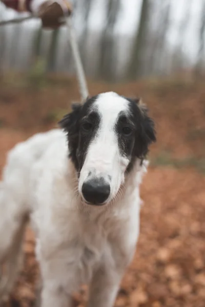 Borzoi perro al aire libre — Foto de Stock