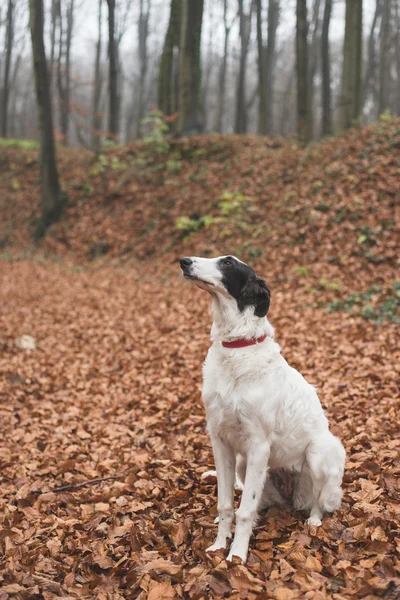 Borzoi perro al aire libre — Foto de Stock