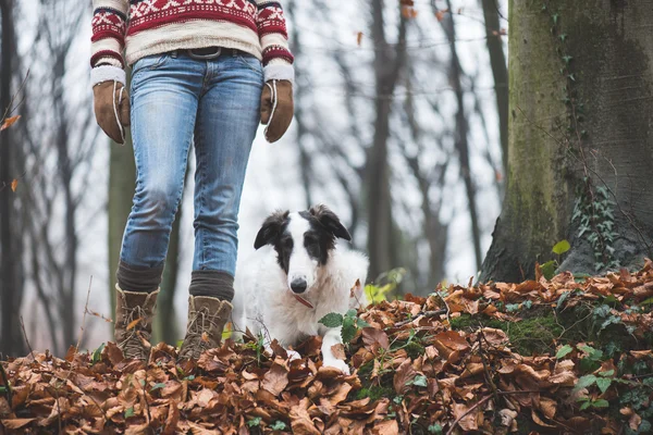 Woman legs and Borzoi dog — Zdjęcie stockowe