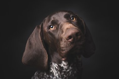 German short-haired pointer hunting dog