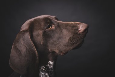 German short-haired pointer hunting dog