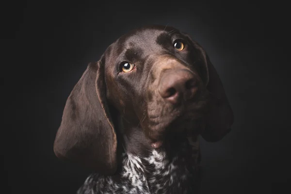 Alemán de pelo corto puntero perro de caza — Foto de Stock