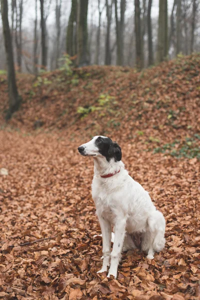 Galgo perro sentarse en el bosque — Foto de Stock