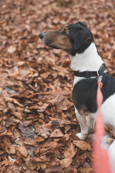 Słodki Jack Russell terrier — Zdjęcie stockowe