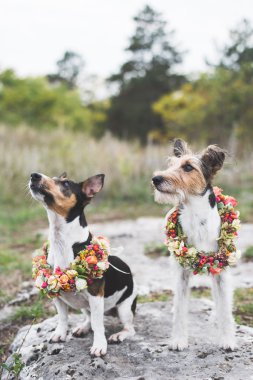 İki sevimli Jack Russell vintage çiçek çelenk açık poz Terrier