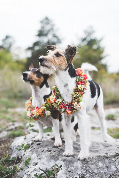 Dwa urocze Jack Russell Terrier, pozowanie z kwiatów wieniec odkryty — Zdjęcie stockowe