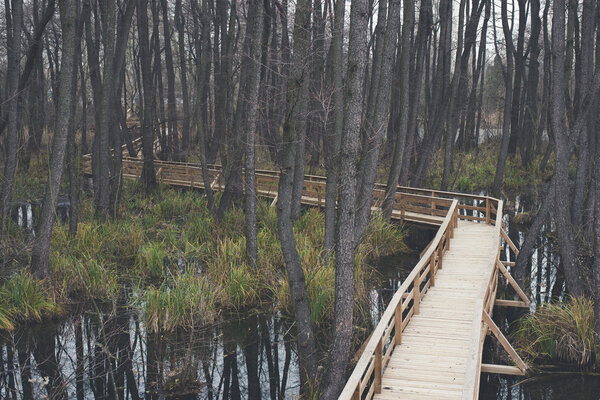 Wooden path over mystic foggy swamp with dead trees. Fenyes spring at Tata, Hungary