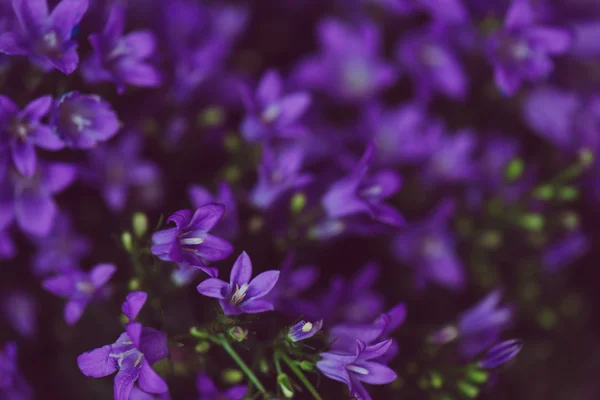 Gros plan macro d'un bouquet de fleurs violettes — Photo