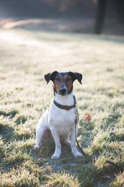 Niedlicher Jack Russell Terrier Hund posiert draußen im Winterpark — Stockfoto