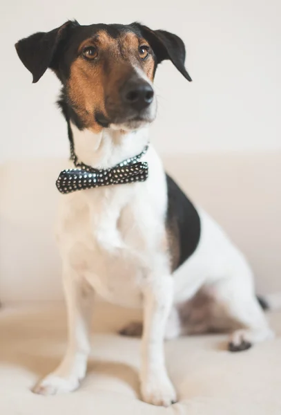Elegante Jack Russel terrier usar gravata arco — Fotografia de Stock